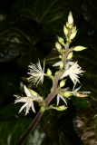 Beesia calthifolia RCP3-2014 144.JPG
